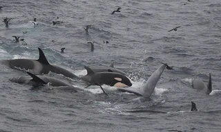 Cá kình tấn công tập thể và giết chết cá voi xanh. Ảnh: Sun.