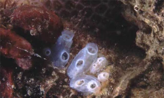 Tunicate là những sinh vật trong suốt như sứa.