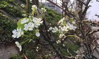  Những cánh hoa lê đẹp mê hoặc người Hà Nội vào dịp sau Tết. Ảnh: Đỗ Hợp