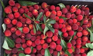 Là loại có có tính giải nhiệt nên khách mua khá nhiều về ăn