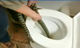 Con trăn lớn nằm gọn trong nhà vệ sinh một người phụ nữ người Australia.