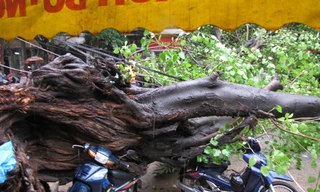 Hà Nội: Cây cổ thụ đổ đè bẹp ô tô, xe máy