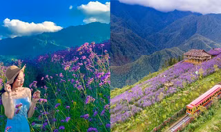 Đồi hoa nhuộm tím Sa Pa: Mở cửa miễn phí, thích “sống ảo” đến đây là chuẩn không cần chỉnh