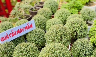 Hàng nghìn loại 'kì hoa dị thảo' đổ bộ chợ hoa xuân Sài Gòn