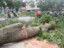 TPHCM cấp phép mới được chặt hạ cây xanh ở các dự án