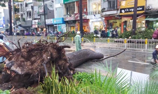 Cây đổ chết người, TPHCM yêu cầu tăng cường quản lý cây xanh