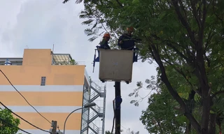 Tiền chặt cây ở Trường Marie Curie hàng trăm triệu, công ty cây xanh nói gì?