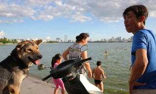 nhiều người dân Thủ đô thích thú bế chó cưng ra Hồ Tây (quận Tây Hồ) cùng vui chơi và tắm giải nhiệt dù tấm biển cấm bơi được dựng ngay gần đó.