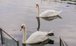 Số phận 12 con thiên nga thả thí điểm ở hồ Thiền Quang