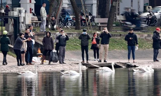 Lắp camera để bảo vệ thiên nga ở hồ Thiền Quang