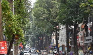 Sau vụ 3 cây sao đen trăm tuổi chết khô: Yêu cầu người dân ký cam kết bảo vệ cây