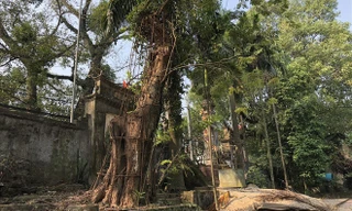 Cây gỗ sưa được định giá 100 tỷ đồng đang bị mối mọt.