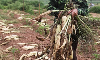 Hà Nội: Tìm cách “giải cứu” 3.000 tấn củ cải