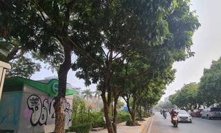 Hàng cây nhãn trên phố Vũ Tuấn Chiêu. Ảnh: Trần Hoàng