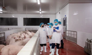 Kiểm tra hoạt động giết mổ lợn của Công ty C.P Việt Nam tại Hà Nội