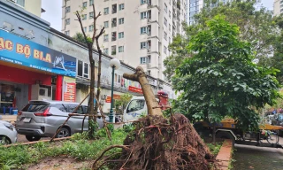 Yêu cầu kiểm điểm trách nhiệm tổ chức, cá nhân chậm khắc phục cây đổ sau bão ở Hà Nội