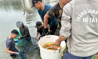 Hà Nội: Cận cảnh di chuyển toàn bộ 8 tấn cá koi khỏi hồ Đầm Đông