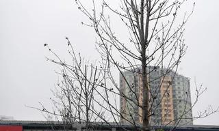 Hàng phong lá đỏ chết khô trên trục đường Nguyễn Chí Thanh