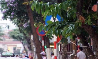 Nhiều biển báo bị che khuất trên các tuyến đường Hà Nội. Ảnh: Mạnh Thắng 