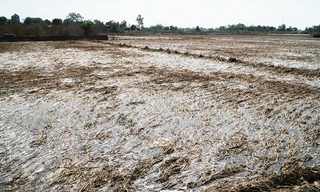 Tận mắt chứng kiến 'đồng lúa chết' sau khi nước rút ở Hà Nội