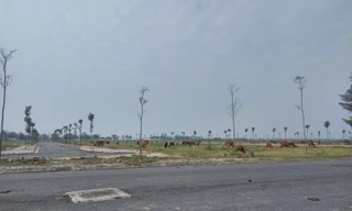 Dự án bỏ hoang tại huyện Mê Linh. Ảnh minh họa