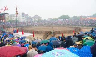 Vĩnh Phúc: Cán bộ, công chức không đi lễ hội chọi trâu trong giờ hành chính