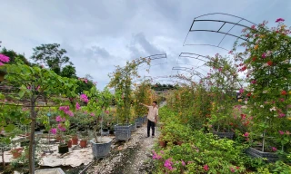 Diện tích đất giao khoán của người dân hiện đang nuôi trồng thủy sản, cùng hàng trăm cây có giá trị cao