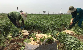 Chủ tịch Hà Nội: Sớm xây chợ đầu mối 'giải cứu' nông sản