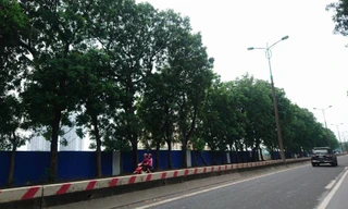 Chặt hạ, di dời 1.300 cây xanh ở Hà Nội từ ngày mai