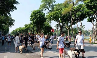Từ tối nay, cấm chó không rọ mõm vào phố đi bộ