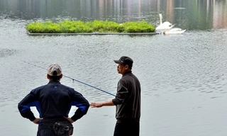 Chữa trị cho thiên nga hồ Thiền Quang mắc lưỡi câu trộm