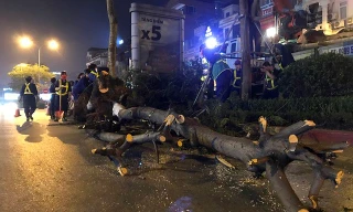 Hà Nội nhổ bỏ hàng trăm cây phượng trong đêm: Cty Công viên cây xanh nói gì?