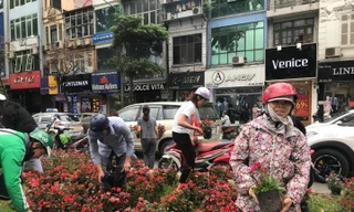 Xấu xí hình ảnh người dân 'hôi' hoa trang trí trên đường Kim Mã