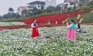 Mở cửa Thung lũng hoa hồ Tây cho người dân, du khách tham quan miễn phí