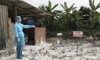 Hà Nội: Mua chích điện để tiêu hủy lợn dịch tả châu Phi