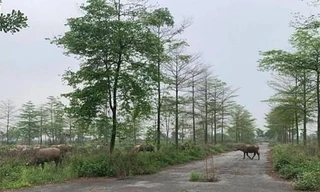 Dự án bỏ hoang lâu năm trở thành bãi chăn trâu, gây lãng phí tài nguyên đất đai