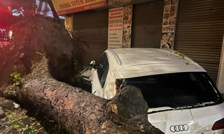 Hà Nội: Hơn 400 cây xanh gãy, đổ sau đêm mưa dông