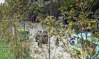 Loạt cây phong Hà Nội lá chớm đỏ đã tàn?