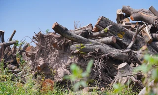 Hà Nội: Lô gỗ, củi thu hồi sau bão Yagi được bán giá gần 350 triệu đồng 