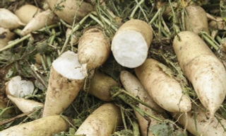 Vì sao hàng trăm tấn củ cải ở Hà Nội bị nhổ bỏ?