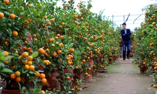 Quất mất mùa, đào chờ… thời tiết