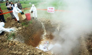 Hà Nội diễn tập phòng dịch tả lợn châu Phi.