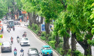 Cách nào để bảo vệ hơn 8.000 cây cổ thụ tại Hà Nội?