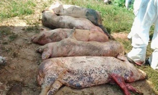 Hà Nội xuất hiện ổ dịch tả lợn châu Phi thứ 2