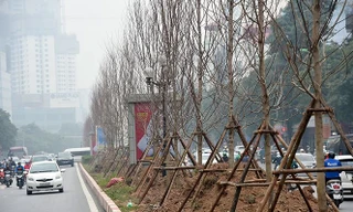 Trồng mới 350 nghìn cây xanh ở Hà Nội trong năm 2018