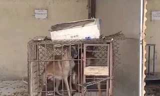 Bắt tạm giam bà chủ của hai con chó béc giê cắn bé gái 5 tuổi tử vong