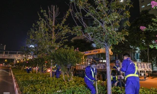 Di dời cây phong lá đỏ trong đêm. Ảnh: Duy Phạm