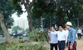 Chủ tịch Hà Nội kiểm tra đột xuất việc chặt hạ cây xanh