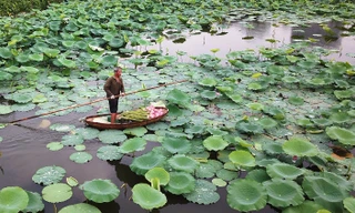 Dùng vôi bột xử lý phèn mặn để trồng sen Hồ Tây