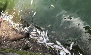 Nhiều hồ xuất hiện cá chết: Hà Nội yêu cầu báo cáo nếu có bất thường